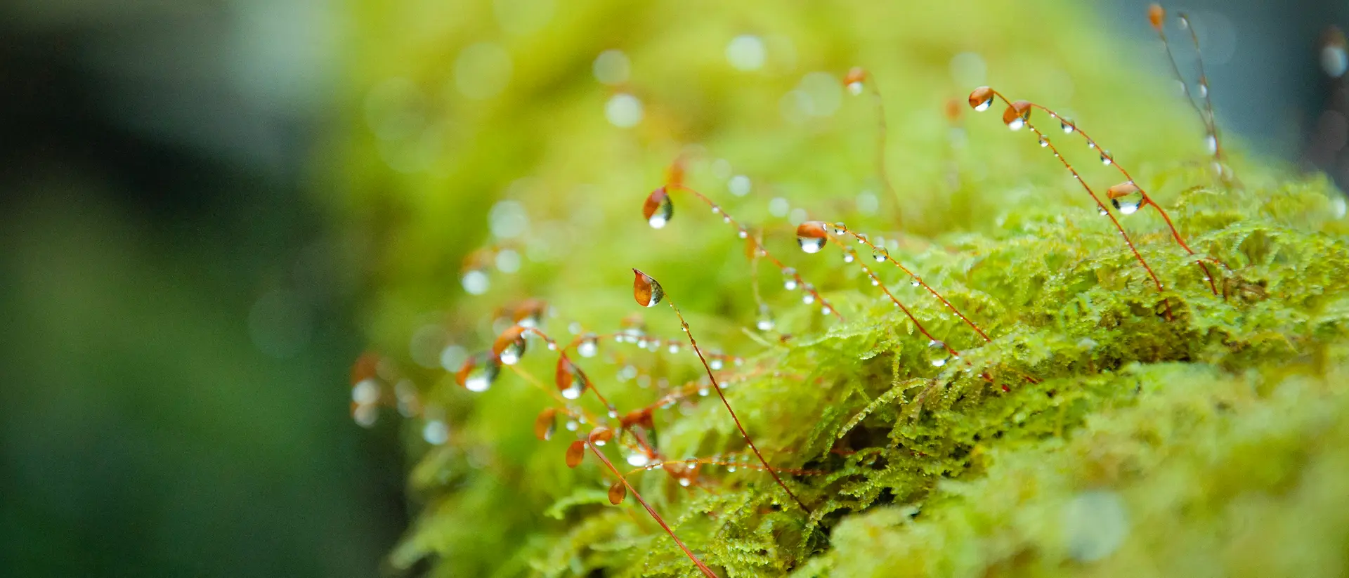 鮮やかな緑の苔をクローズアップで捉えた様子。そこから細く繊細な赤い茎が伸び、茎の先には小さな水滴がついている。背景は柔らかくぼかされ、苔の質感とみずみずしさが際立っている。